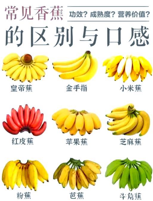 探索亚洲网：全面解析一级香蕉视频的魅力